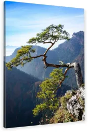 obraz-na-plotnie-sosna-na-sokolicy-80x120-wybor-wz