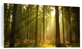obraz-na-szkle-do-salonu-las-natura-slonce-120x60c