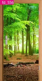 fototapeta-okleina-na-drzwi-las-drzewa-natura
