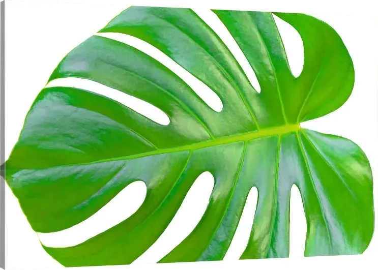 obraz-na-plotnie-lisc-monstery-monstera-90x60