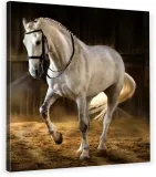 obraz-na-plotnie-rumak-kon-70x70x2cm-hit