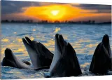 obraz-na-plotnie-delfiny-delfin-100x70-wybor