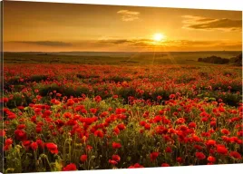 obraz-na-plotnie-maki-zachod-slonca-110x70-800-wz
