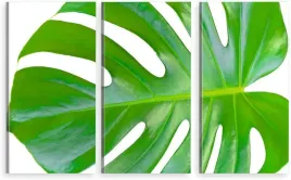 tryptyk-obraz-na-sciane-lisc-monstery-monstera