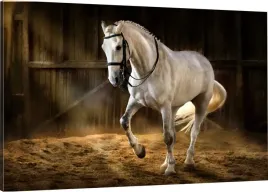 obraz-na-plotnie-kon-rumak-70x50-980-wzorow