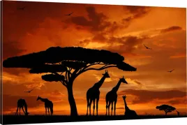 obraz-na-plotnie-safari-zyrafy-70x50-800-wzorow