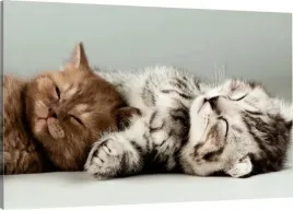 obraz-na-plotnie-kotki-koty-slodkie-110x70