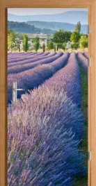 naklejka-fototapeta-na-drzwi-lawenda-pole