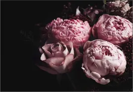 fototapeta-peonie-kwiaty-salon-sypialnia-260x173