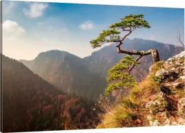 obraz-na-plotnie-pieniny-sokolica-sosna-110x70