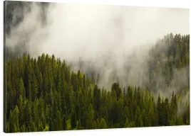 obraz-na-plotnie-las-natura-mgla-120cmwybor-wzorow