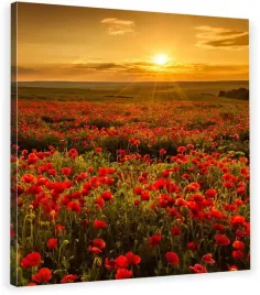 obraz-na-plotnie-maki-zachod-slonca-70x70x2cm-hit