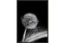 obraz-plakat-40x30-dmuchawiec-czarno-bialy-poster