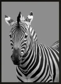 obraz-plakat-do-sypialni-40x30-zebra-portet-czarno-bialy