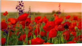 obraz-panorama-do-salonu-maki-zachod-slonca-120x60