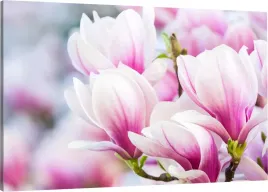 obraz-na-plotnie-do-salonu-magnolia-kwiaty-110x70