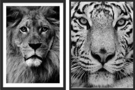obraz-plakat-dyptyk-60x40-lew-tygrys-czarno-bialy