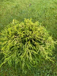 cyprysik-groszkowy-sungold-2l