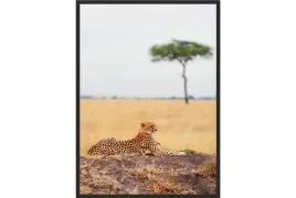 obraz-plakat-40x30-sawanna-gepard-lampart-afryka
