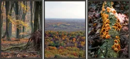 zestaw-plakatow-postery-3x-30x40-las-jesien-natura