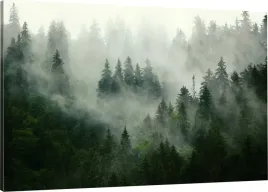 obraz-na-plotnie-las-natura-mgla-110x70-max-wzorow
