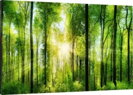 obraz-na-plotnie-slonce-las-110x70-800-wzorow