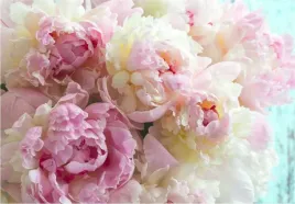 fototapeta-peonie-kwiaty-salon-sypialnia-200x133