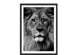 obraz-plakat-40x30-lew-tygrys-portret-czarno-bialy