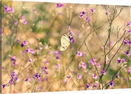 obraz-na-plotnie-natura-motyl-120x80-980-wzorow