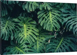 obraz-na-plotnie-liscie-natura-110x70-980-wzorow