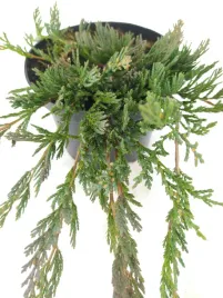 jalowiec-plozacy-wiltonii-2l