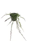 jalowiec-plozacy-wiltonii-2l-roslina-w-postaci-sadzonka-w-pojemniku-2-3l