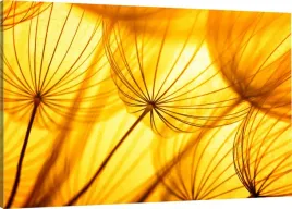 obraz-na-plotnie-dmuchawce-slonce-110x70-800-wz