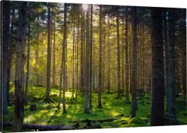 obraz-na-plotnie-las-mech-natura-120x80-980-wzorow