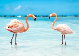 fototapety-3d-fizelina-flamingi-200x133-max-wybor