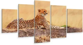 tryptyk-5-czesci-na-sciane-leopard-afryka-980-wz