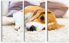 tryptyk-obraz-na-sciane-beagle-pies-pupil-980-wz