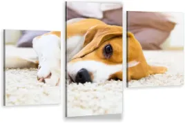 tryptyki-obraz-na-sciane-beagle-pies-pupil-980-wz