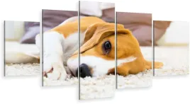 tryptyk-5-czesci-na-sciane-beagle-pies-pupil-980wz