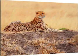 obraz-na-plotnie-leopard-afryka-90x60-980-wzor
