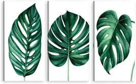 tryptyk-obraz-na-sciane-monstera-liscie-lisc