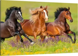 obraz-na-plotnie-konie-na-polanie-120x80-800-wz