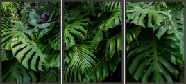 zestaw-plakatow-ramki-3x-33x43-tropika-monstera