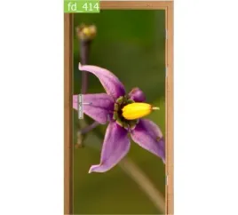 fototapeta-naklejka-na-drzwi-kwiat-natura-flora