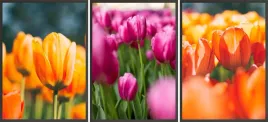 zestaw-plakatow-ramki-3x-33x43-tulipany-tulipan