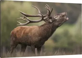 obraz-na-plotnie-jelen-natura-110x70-800-wzorow
