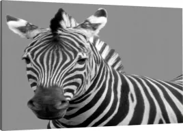 obraz-na-plotnie-zebra-110x70-800-wzorow