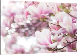 obraz-na-plotnie-kwiaty-magnolii-120x80-980-wzorow