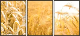 plakaty-boho-postery-3x-50x70-laka-zlote-zboze