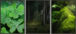 zestaw-plakatow-ramki-3x-33x43-liscie-las-natura